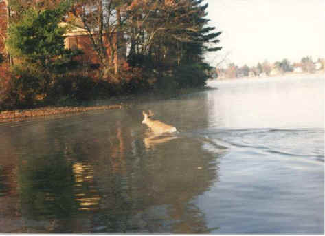 Deer Crossing Lake.jpg (35071 bytes)