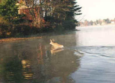 Deer Crossing Lake.jpg (35071 bytes)