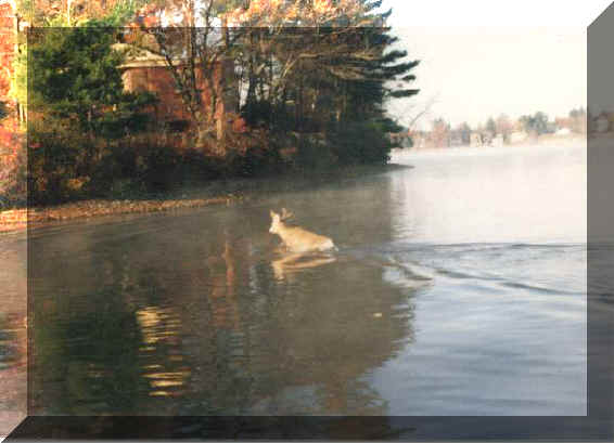 Deer Crossing Lake.jpg (35071 bytes)