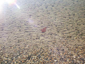 LakeClearWater1.jpg (241178 bytes)